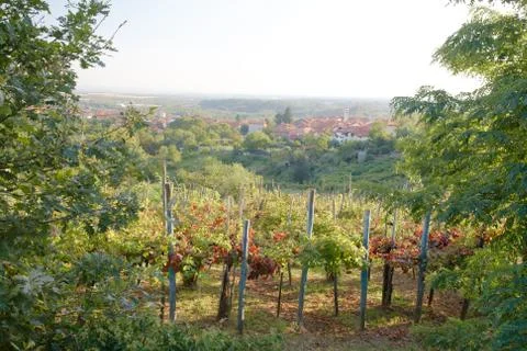 Vineyards Stock Photos