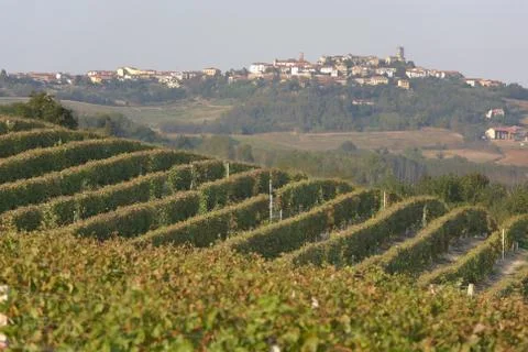 Vineyards Stock Photos