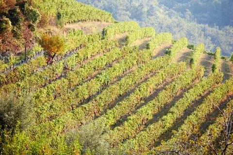 Vineyards Stock Photos