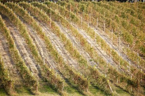 Vineyards Stock Photos