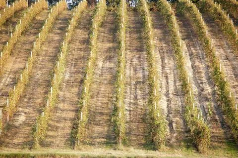 Vineyards Stock Photos