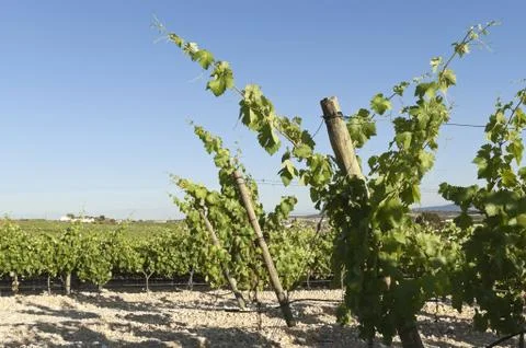 Vineyards Stock Photos