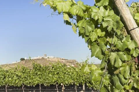 Vineyards Stock Photos