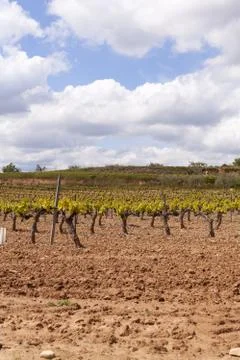 Vineyards Stock-Fotos