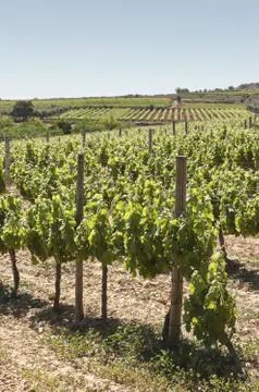 Vineyards Stock Photos