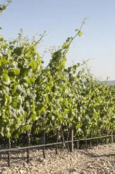 Vineyards Stock Photos