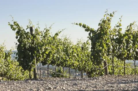 Vineyards Stock Photos