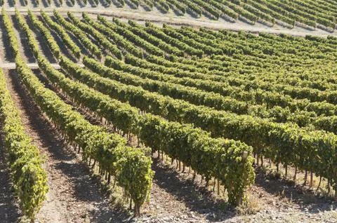 Vineyards Stock Photos