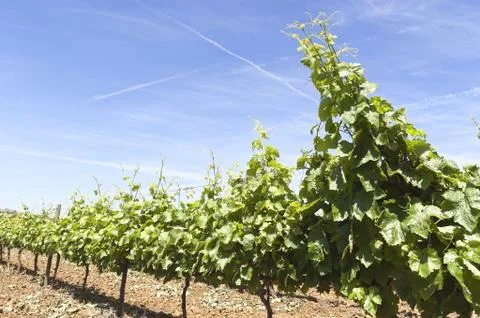 Vineyards Stock Photos