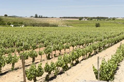 Vineyards Stock Photos