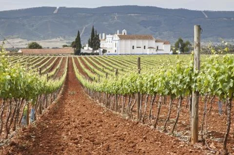 Vineyards Stock Photos