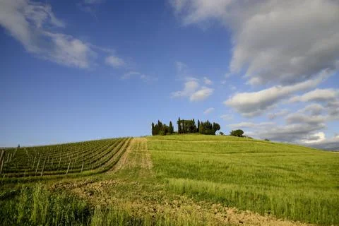 Vineyards Foto stock