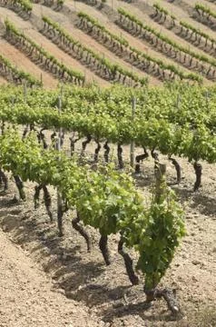 Vineyards Stock Photos