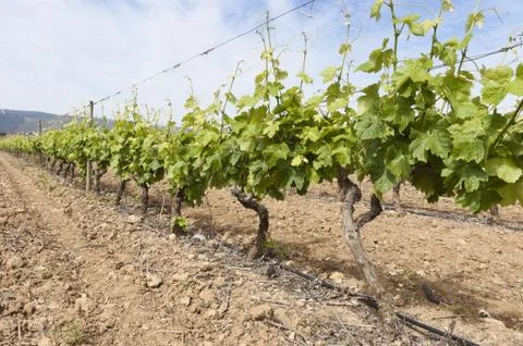 Vineyards Stock Photos