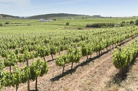 Vineyards Stock Photos