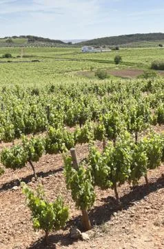 Vineyards Stock Photos