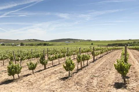 Vineyards Stock Photos