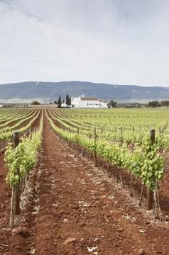 Vineyards Stock Photos
