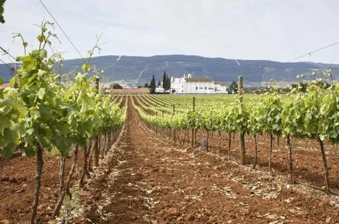 Vineyards Stock Photos