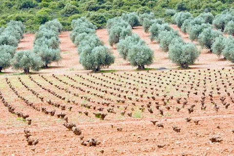 Vineyards Stock Photos