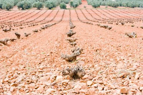 Vineyards Stock Photos