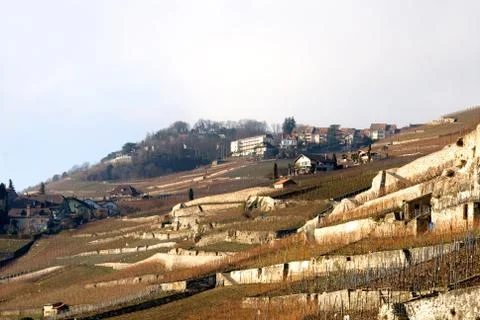 Vineyards Stock Photos