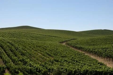 Vineyards Stock Photos