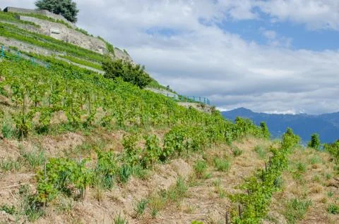 Vineyards Stock Photos