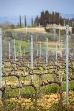 Vineyards Stock-Fotos