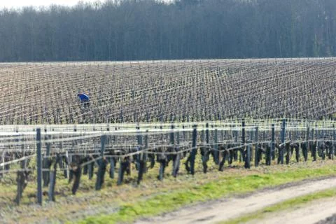 Vineyards Stock Photos