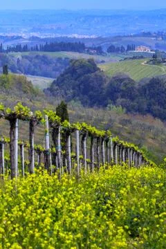 Vineyards Foto stock