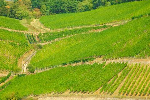 Vineyards Stock Photos