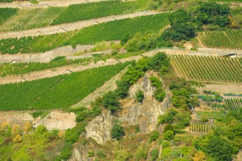 Vineyards Stock Photos