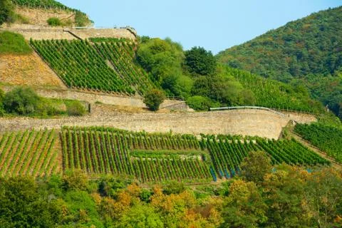 Vineyards Stock Photos
