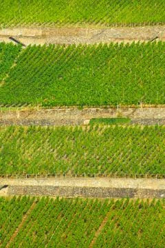 Vineyards Stock Photos