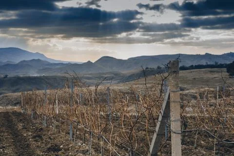 Vineyards Stock Photos