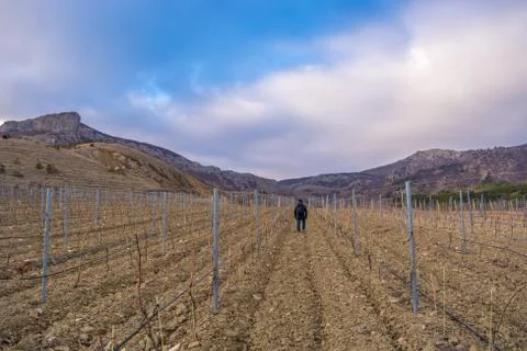 Vineyards Stock Photos