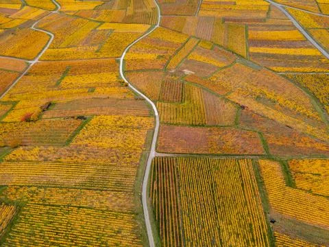Vineyards Фото