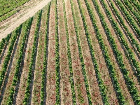 Vineyards Foto stock