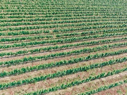 Vineyards Foto stock