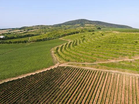 Vineyards Foto stock