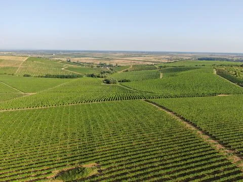 Vineyards Foto stock