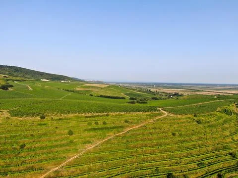 Vineyards Foto stock