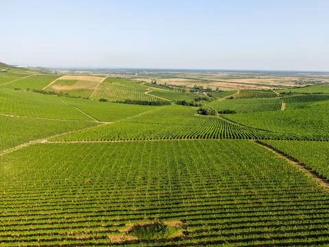 Vineyards Foto stock