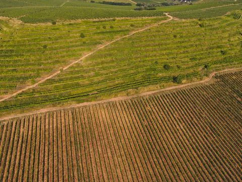 Vineyards Foto stock