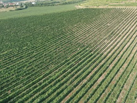 Vineyards Foto stock