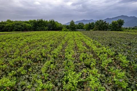 Vineyards Stock Photos