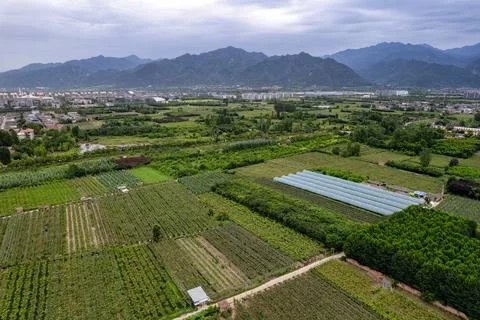Vineyards Stock Photos
