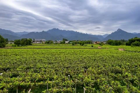 Vineyards Stock Photos