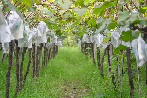 Vineyards Stock Photos